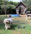 Blu