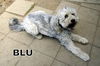 Blu