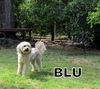 Blu