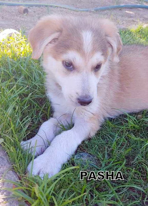 Pasha (Puppy)