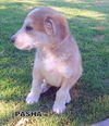 Pasha (Puppy)