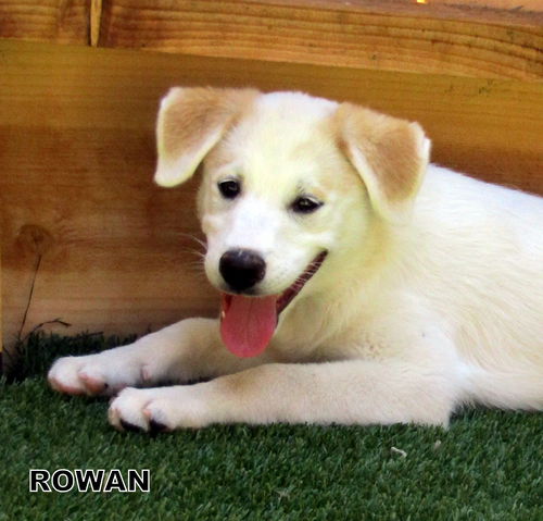 Rowan (Puppy)