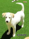 Rowan (Puppy)