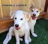 Rowan (Puppy)