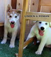 Rowan (Puppy)