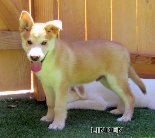 Linden (Puppy)