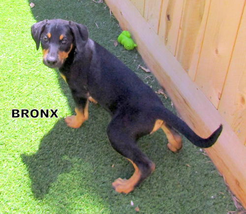 Bronx (Puppy)
