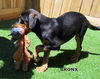 Bronx (Puppy)