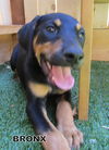 Bronx (Puppy)