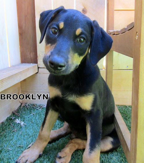Brooklyn (Puppy)
