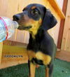 Brooklyn (Puppy)