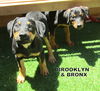 Brooklyn (Puppy)