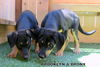 Brooklyn (Puppy)