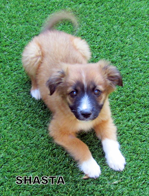 Shasta (Puppy)