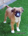Shasta (Puppy)
