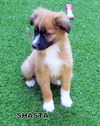 Shasta (Puppy)