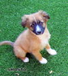 Shasta (Puppy)