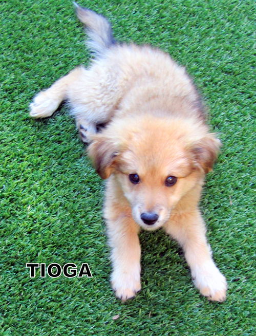 Tioga (Puppy)