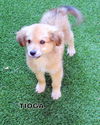 Tioga (Puppy)