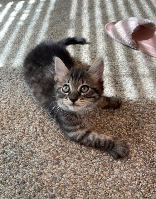 Stella