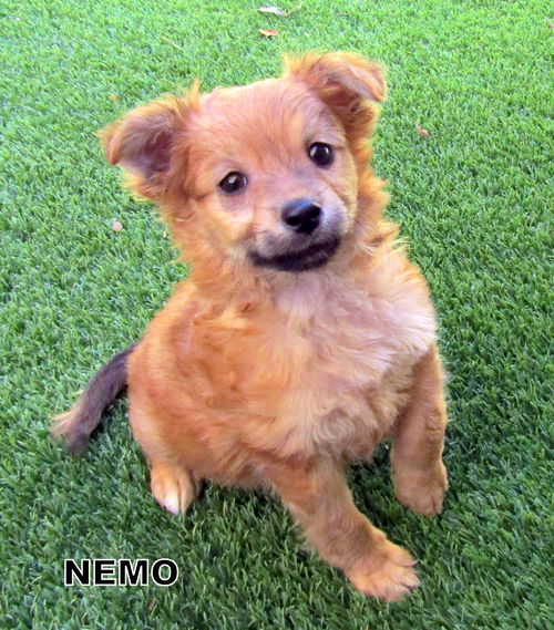 Nemo (Puppy)