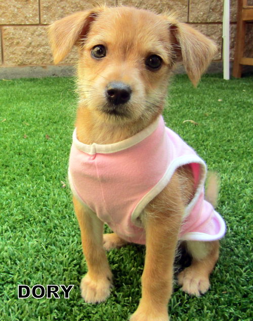 Dory (Puppy)