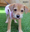 Dory (Puppy)
