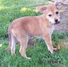 Dory (Puppy)