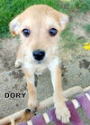 Dory (Puppy)