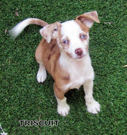 Triscuit (Puppy)