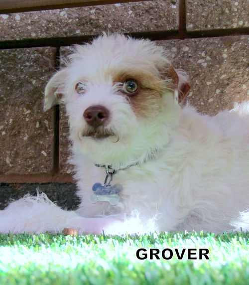 Grover