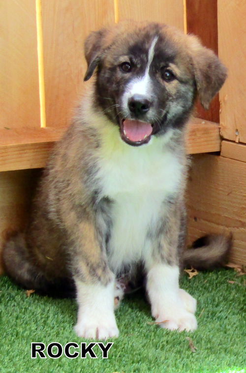 Rocky (Puppy)