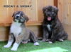 Rocky (Puppy)