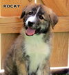 Rocky (Puppy)