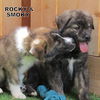 Smoky (Puppy)
