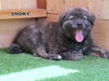Smoky (Puppy)