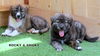 Smoky (Puppy)
