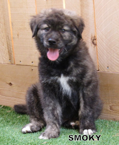 Smoky (Puppy)