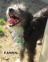 Fanny (Puppy)