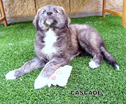 Cascade (Puppy)