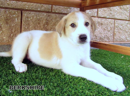 Berkshire (Puppy)