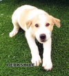 Berkshire (Puppy)