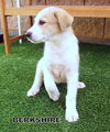 Berkshire (Puppy)