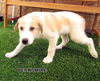 Berkshire (Puppy)