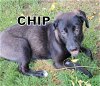 Chip (Puppy)
