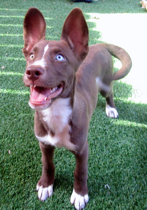 Dina (Puppy)