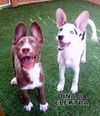 Dina (Puppy)