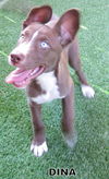 Dina (Puppy)
