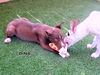 Dina (Puppy)