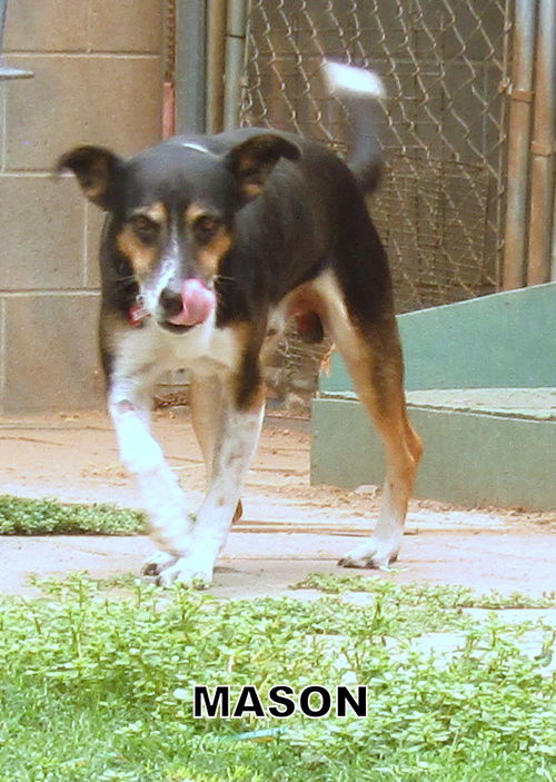 Mason